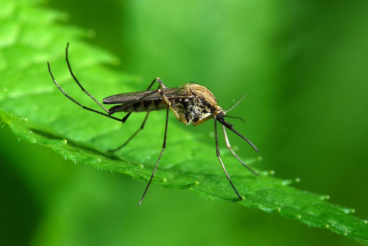 Stoko anti inseсt - защита от комаров и клещей