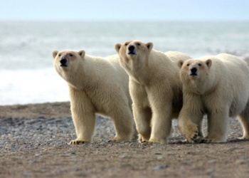 метеорологов учат обращаться с белыми медведями