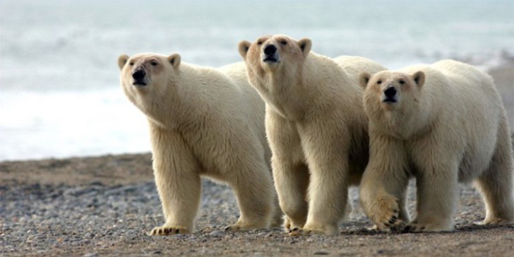 метеорологов учат обращаться с белыми медведями