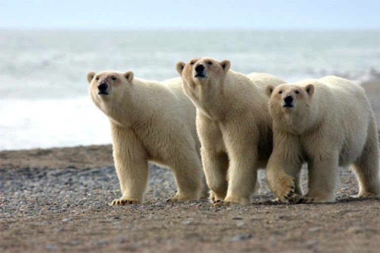 метеорологов учат обращаться с белыми медведями
