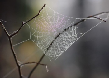 Синтетический шелк