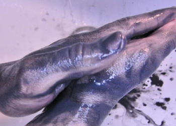 Пасты от Дэб-Штоко