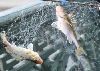 CИЗ и экономика замкнутого цикла