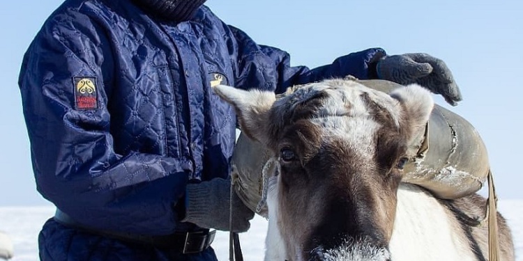 Якутская спецодежда с оленьей шерстью получила награду за инновационность