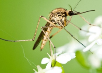 Комар жёлтолихорадочный