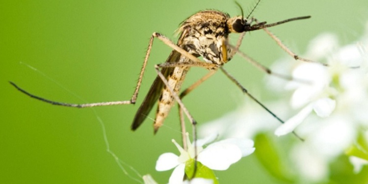 Комар жёлтолихорадочный