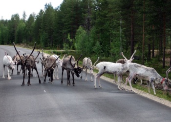Как финны спасают оленей: светоотражающая краска, отражатели и приложения для смартфонов