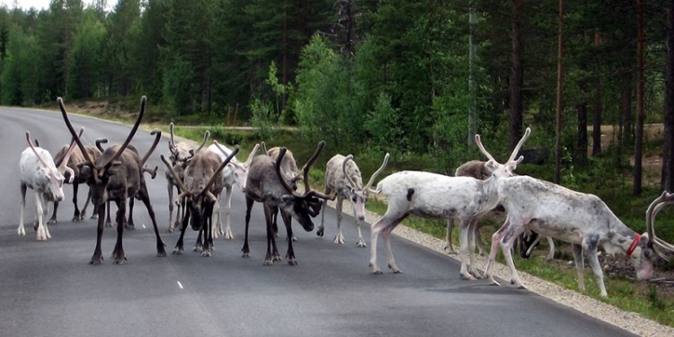 Как финны спасают оленей: светоотражающая краска, отражатели и приложения для смартфонов