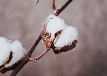 Мировые запасы хлопка продолжают сокращаться из-за засухи и жары – Bloomberg