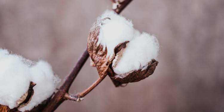 Мировые запасы хлопка продолжают сокращаться из-за засухи и жары – Bloomberg