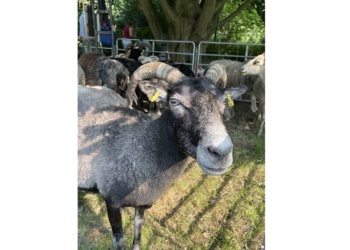 Стрижка овец в парке