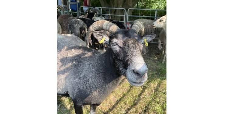 Стрижка овец в парке