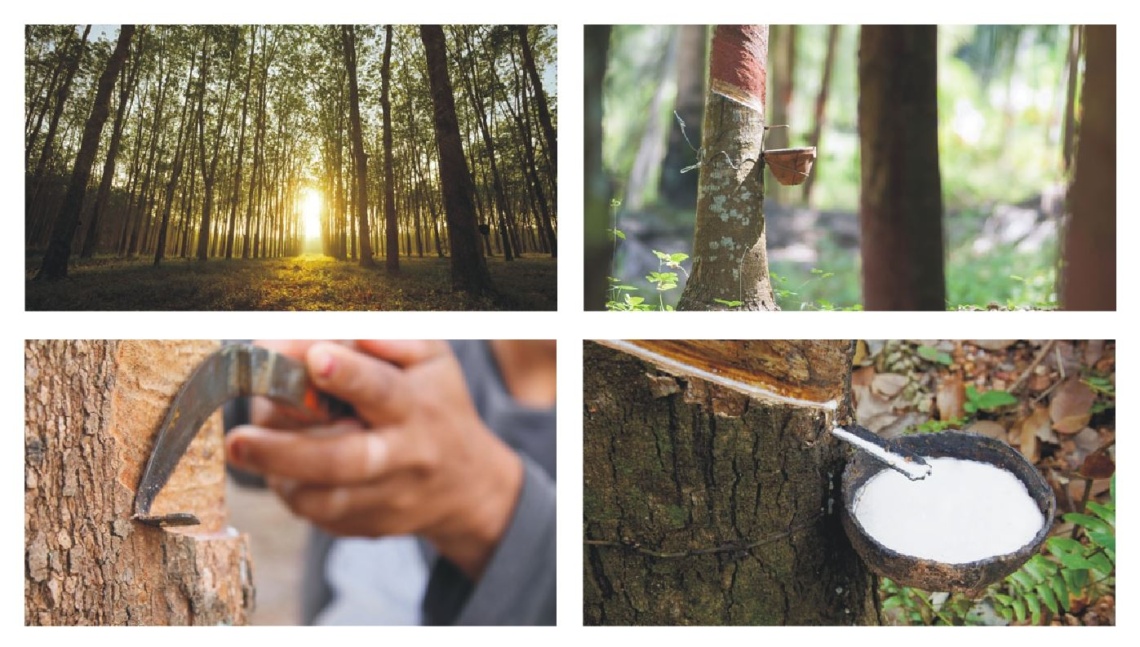 Экспортер каучука