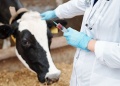 На форму и льготы ветеринарам в Казахстане будут выделять 4,3 млрд рублей в год