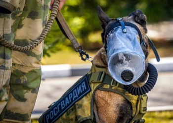 В России появились противогазы для собак
