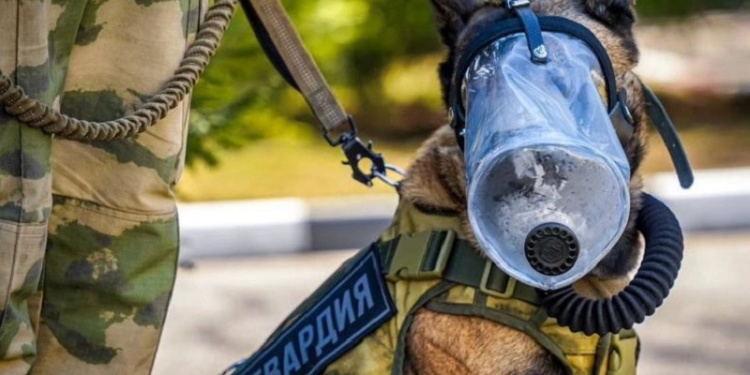 В России появились противогазы для собак
